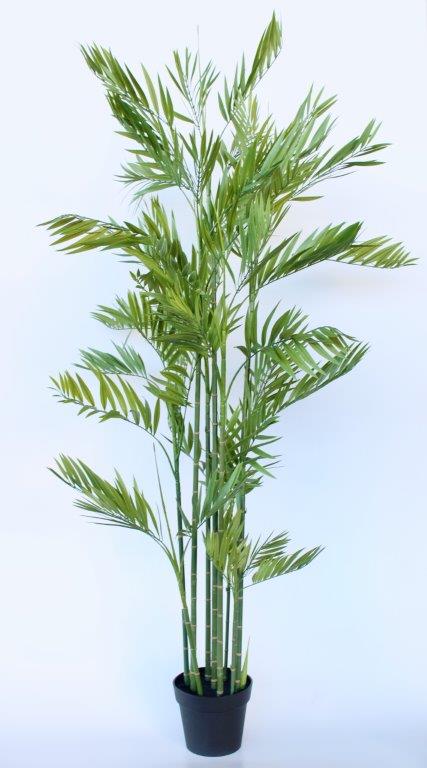 Tall Leaf Plant In Pot